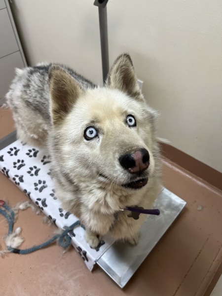 Mishka