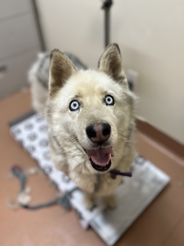 Mishka