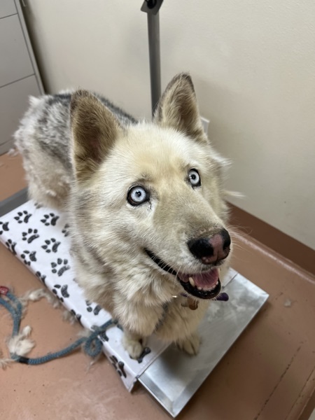 Mishka