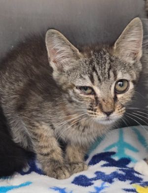 Shira, Baby Female Domestic Short Hair