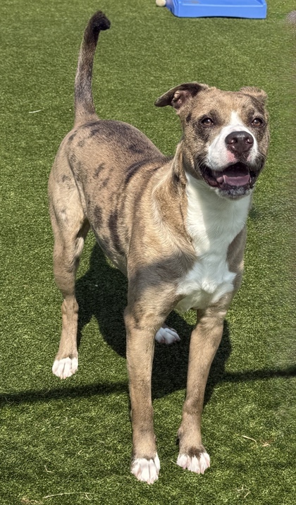 Hazel