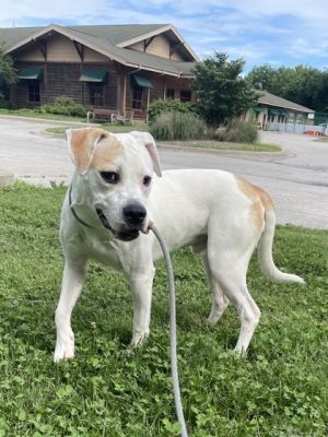 Dwight, Adult Male Pit Bull Terrier