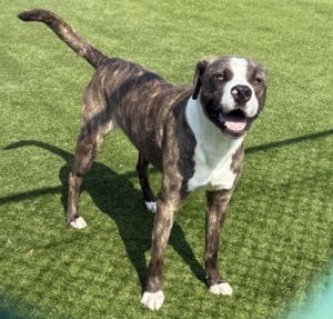Ace, Adult Male Mastiff