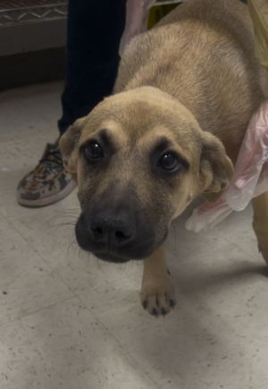 Espresso, Young Female German Shepherd Dog