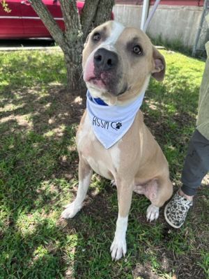 Boss Hog, Adult Male Terrier
