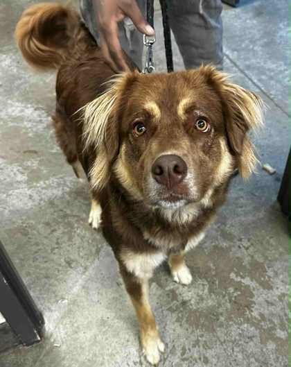 Ruger