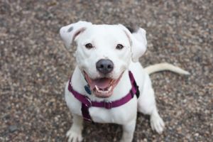 Bonnie, Adult Female Pit Bull Terrier