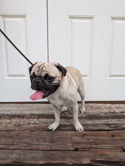 Puggy Bundy, an adoptable Pug, Mixed Breed in McCook, NE, 69001 | Photo Image 1