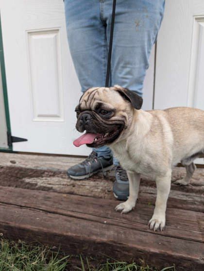 Puggy Bundy, an adoptable Pug, Mixed Breed in McCook, NE, 69001 | Photo Image 2