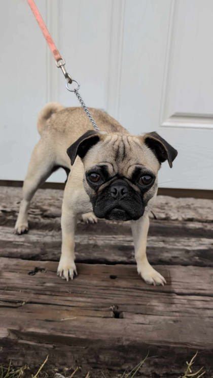 Michael Puglas, an adoptable Pug, Mixed Breed in McCook, NE, 69001 | Photo Image 1