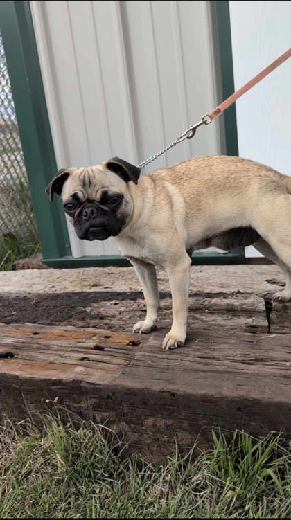 Michael Puglas, an adoptable Pug, Mixed Breed in McCook, NE, 69001 | Photo Image 2