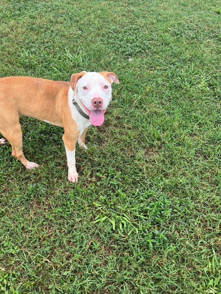 Daisy (Goldie)