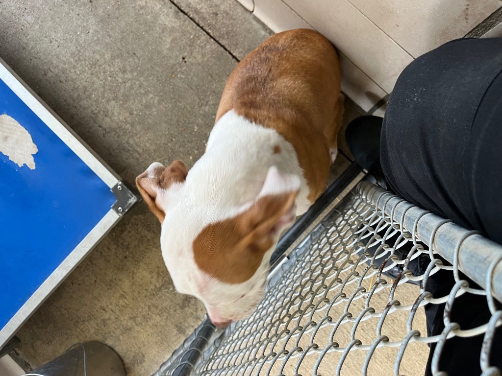 Daisy (Goldie)
