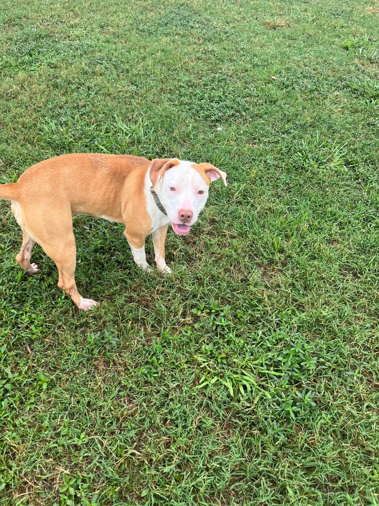 Daisy (Goldie)