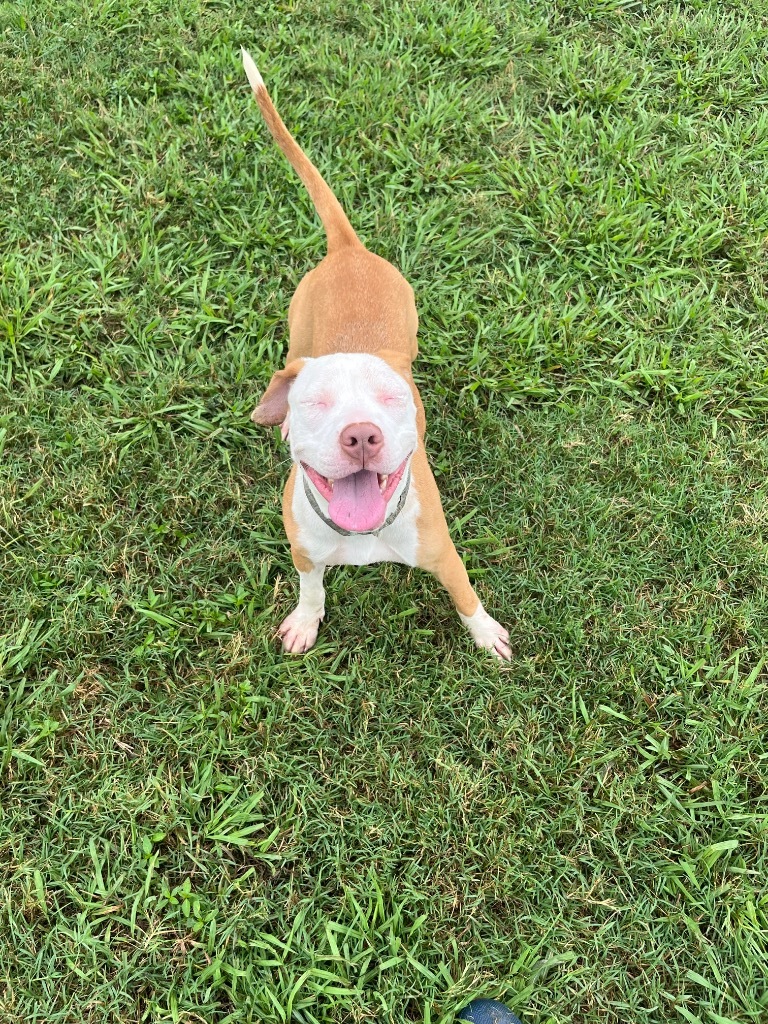 Daisy (Goldie)