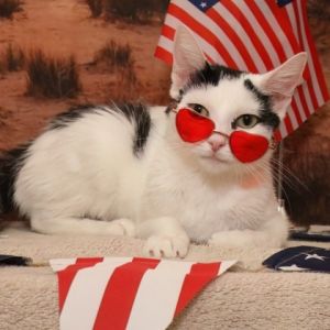 Melody, Adult Female Domestic Short Hair