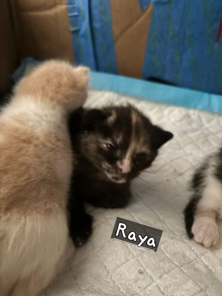Raya