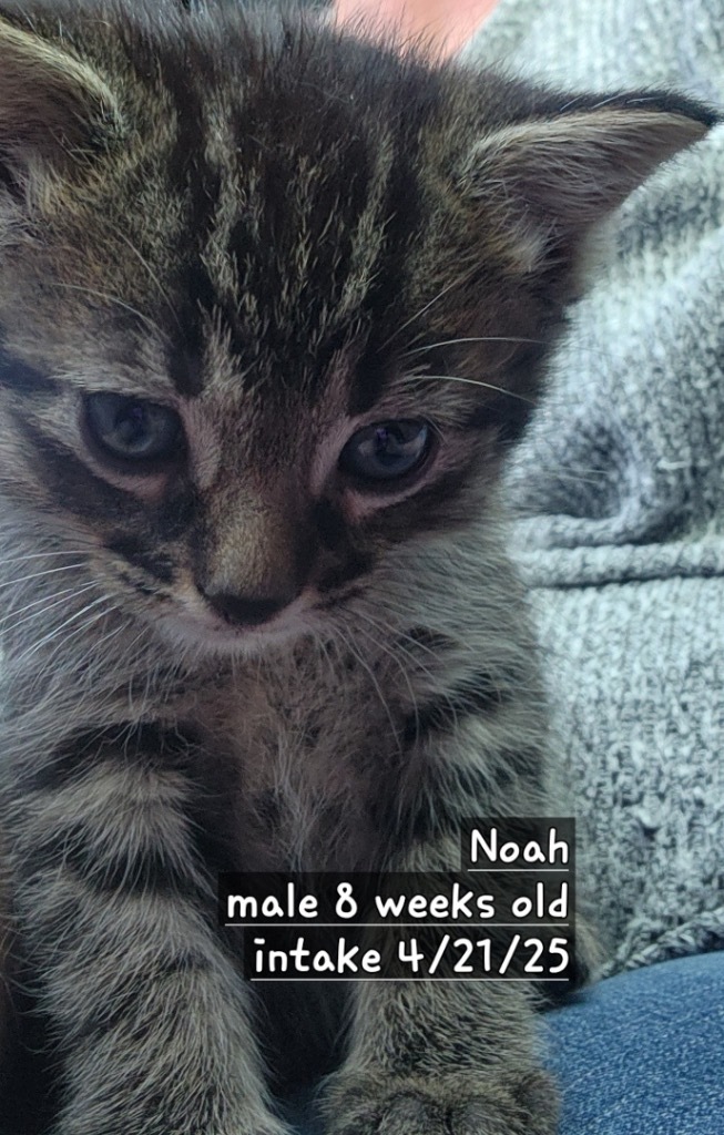 Noah