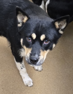 Walaby, Adult Male Australian Cattle Dog / Blue Heeler