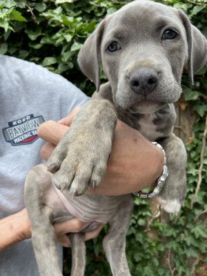 Sugarjeanbell, Baby Female Pit Bull Terrier