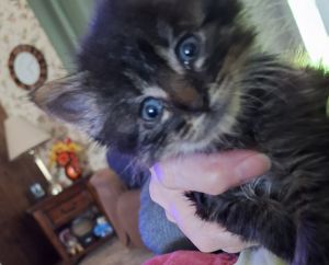 Mario, Baby Male Domestic Medium Hair