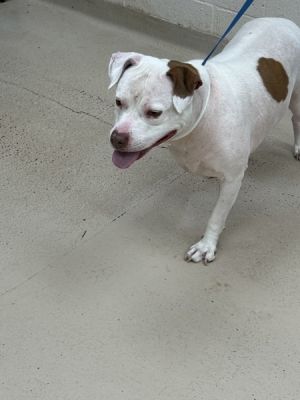 Primary Color White Weight 60lbs Age 5yrs 0mths 0wks Animal has been Spayed