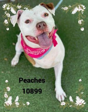 Primary Color White Weight 60lbs Age 5yrs 1mths 0wks Animal has been Spayed