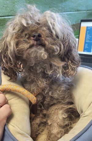 Primary Color Grey Weight 5lbs Age 12yrs 0mths 0wks