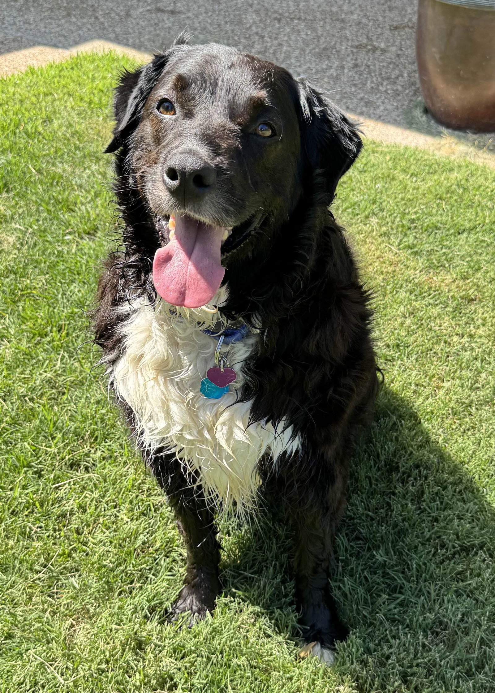 Hank