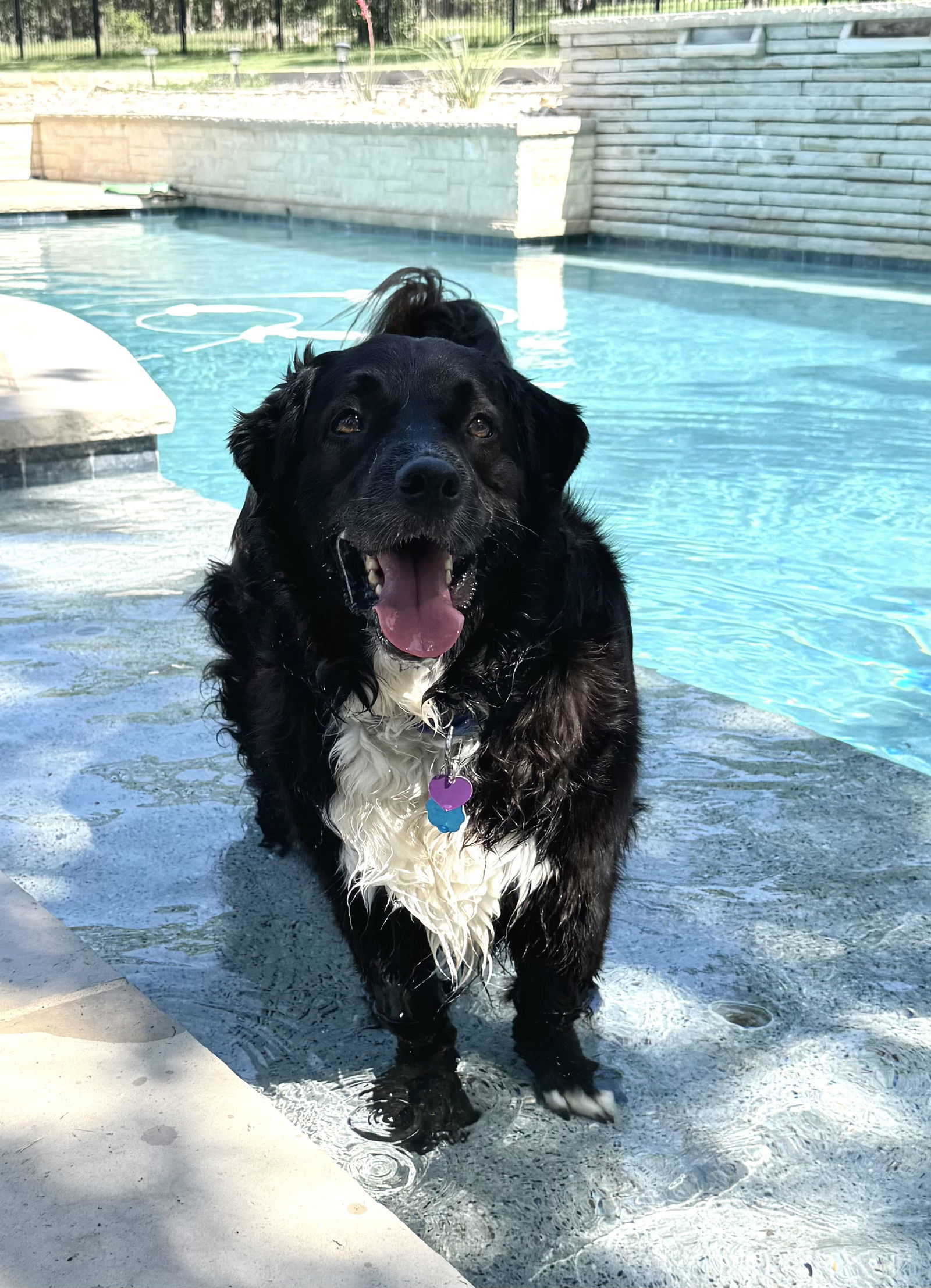 Hank