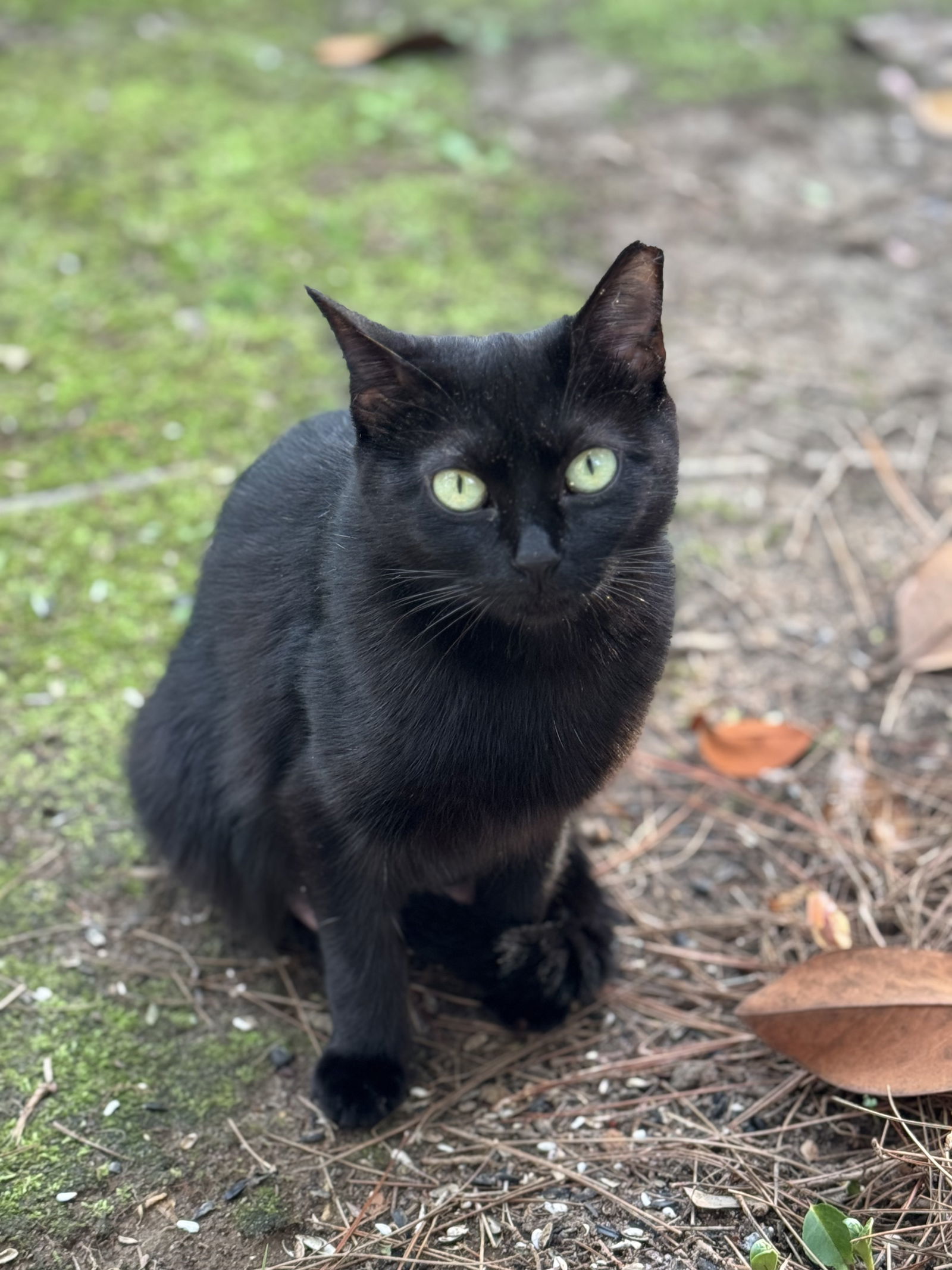 Kitty Boo