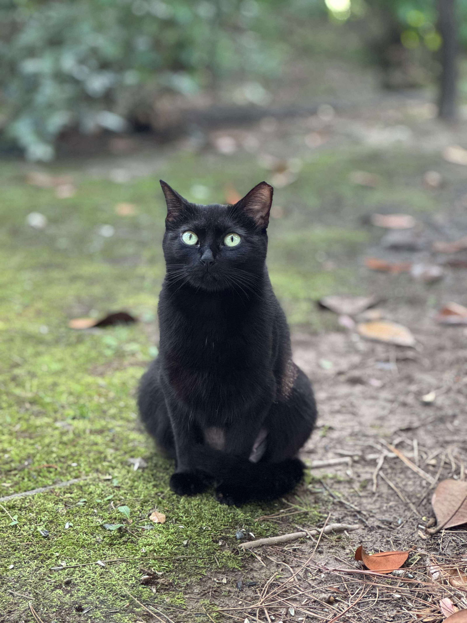 Kitty Boo
