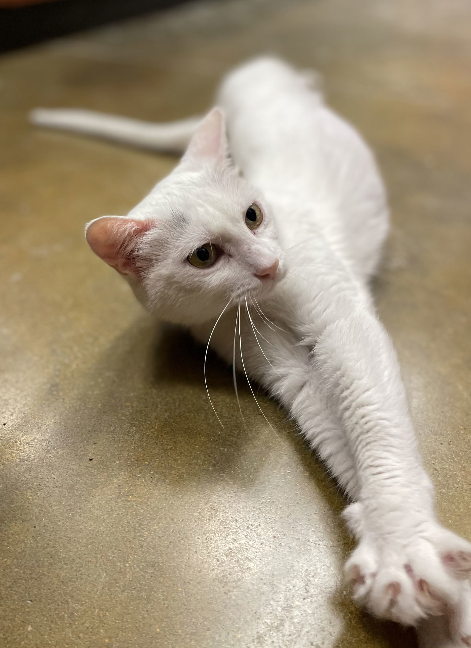 Lana, an adoptable Domestic Short Hair in Oxford, MS, 38655 | Photo Image 1