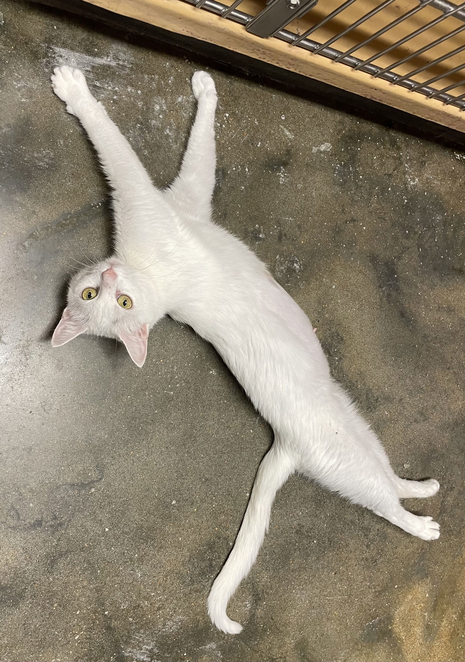 Lana, an adoptable Domestic Short Hair in Oxford, MS, 38655 | Photo Image 2