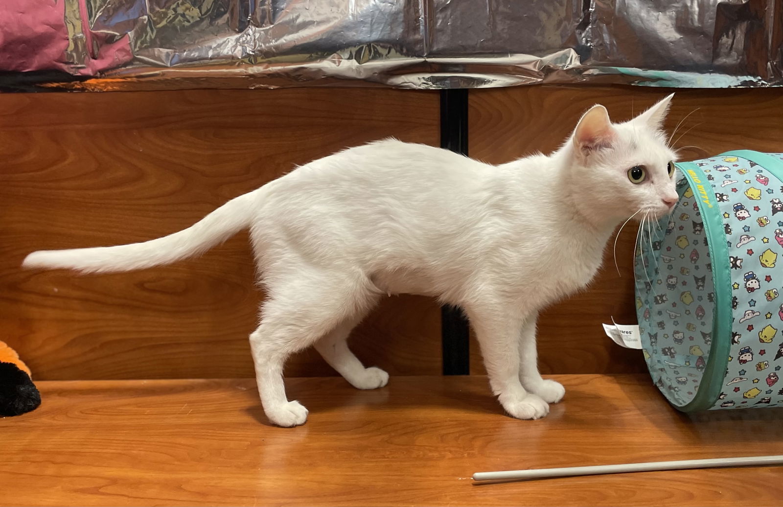 Lana, an adoptable Domestic Short Hair in Oxford, MS, 38655 | Photo Image 3