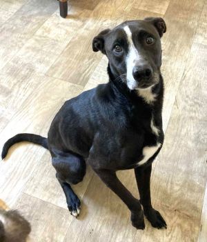 Gracie, Senior Female unknown