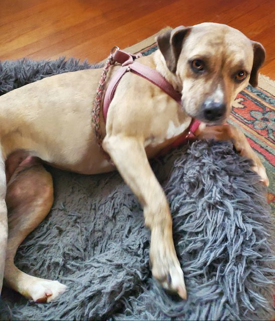 Arwen - Golden lab , petmom died