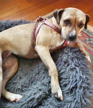 Arwen - Golden lab , petmom died, Young Female unknown