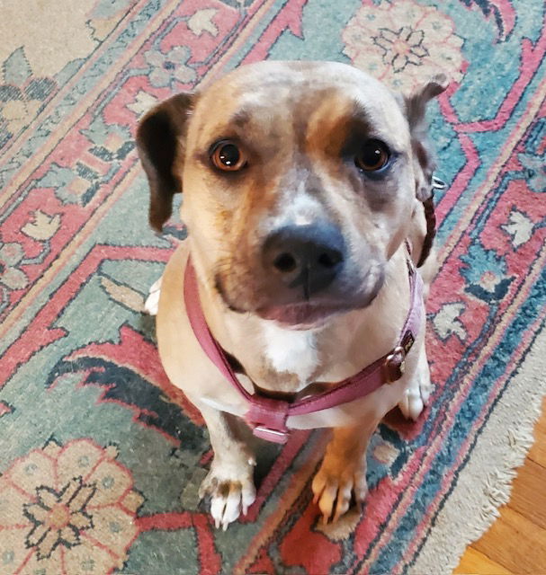 Arwen - Golden lab , petmom died
