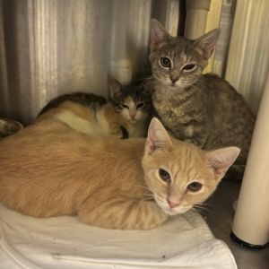Bastian, Young Male Domestic Short Hair