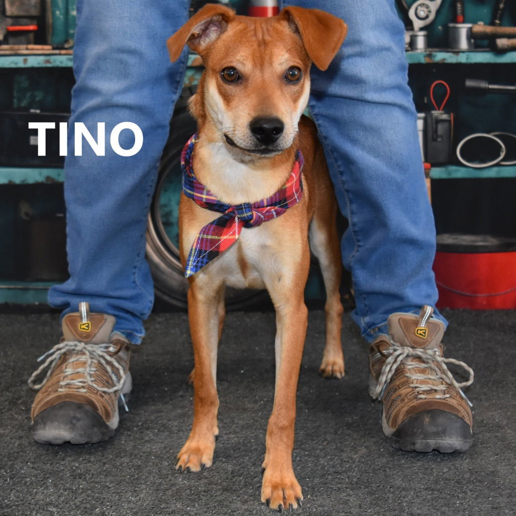 Tino
