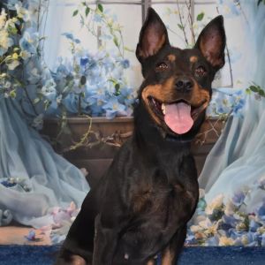 Frida, Adult Female unknown