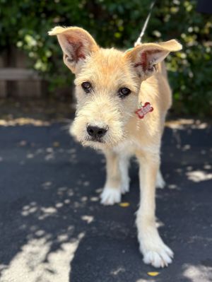 All of our dogs are spayedneutered shots current DHPP Bordetella and Rabies where applicable d