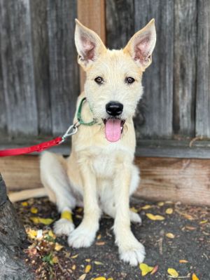 All of our dogs are spayedneutered shots current DHPP Bordetella and Rabies where applicable d