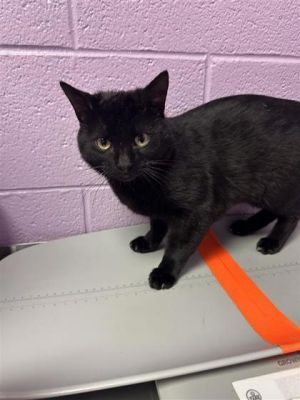58707856, Baby Male Domestic Short Hair
