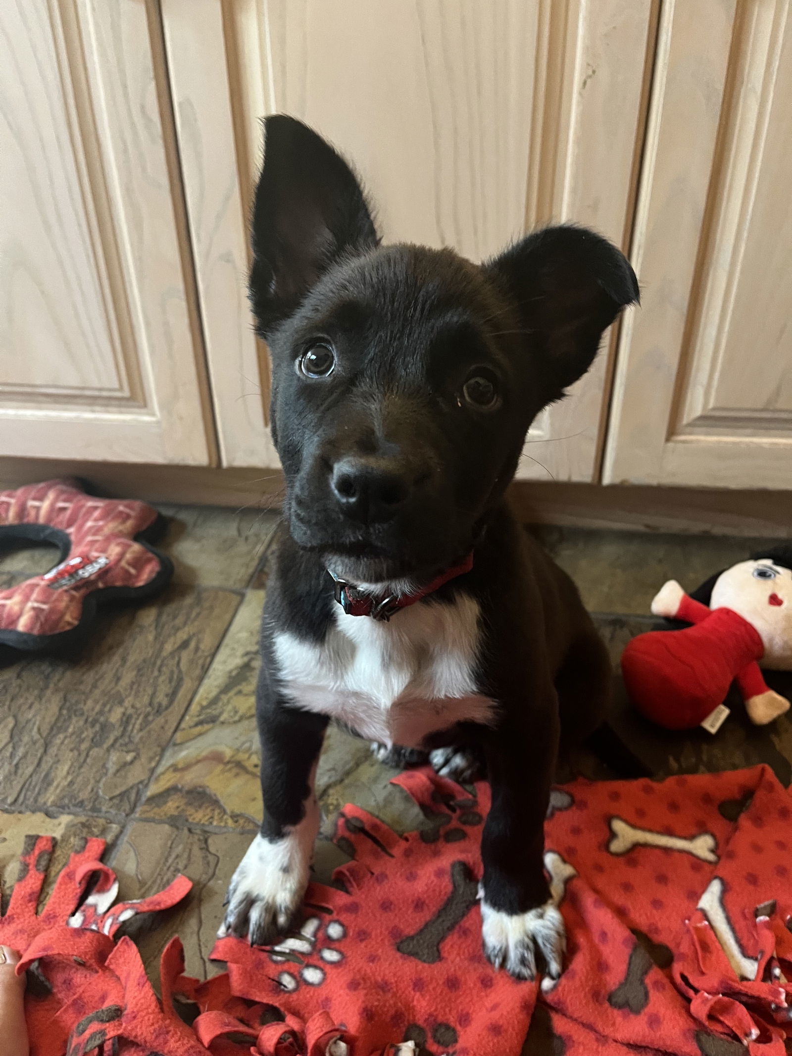 Louie