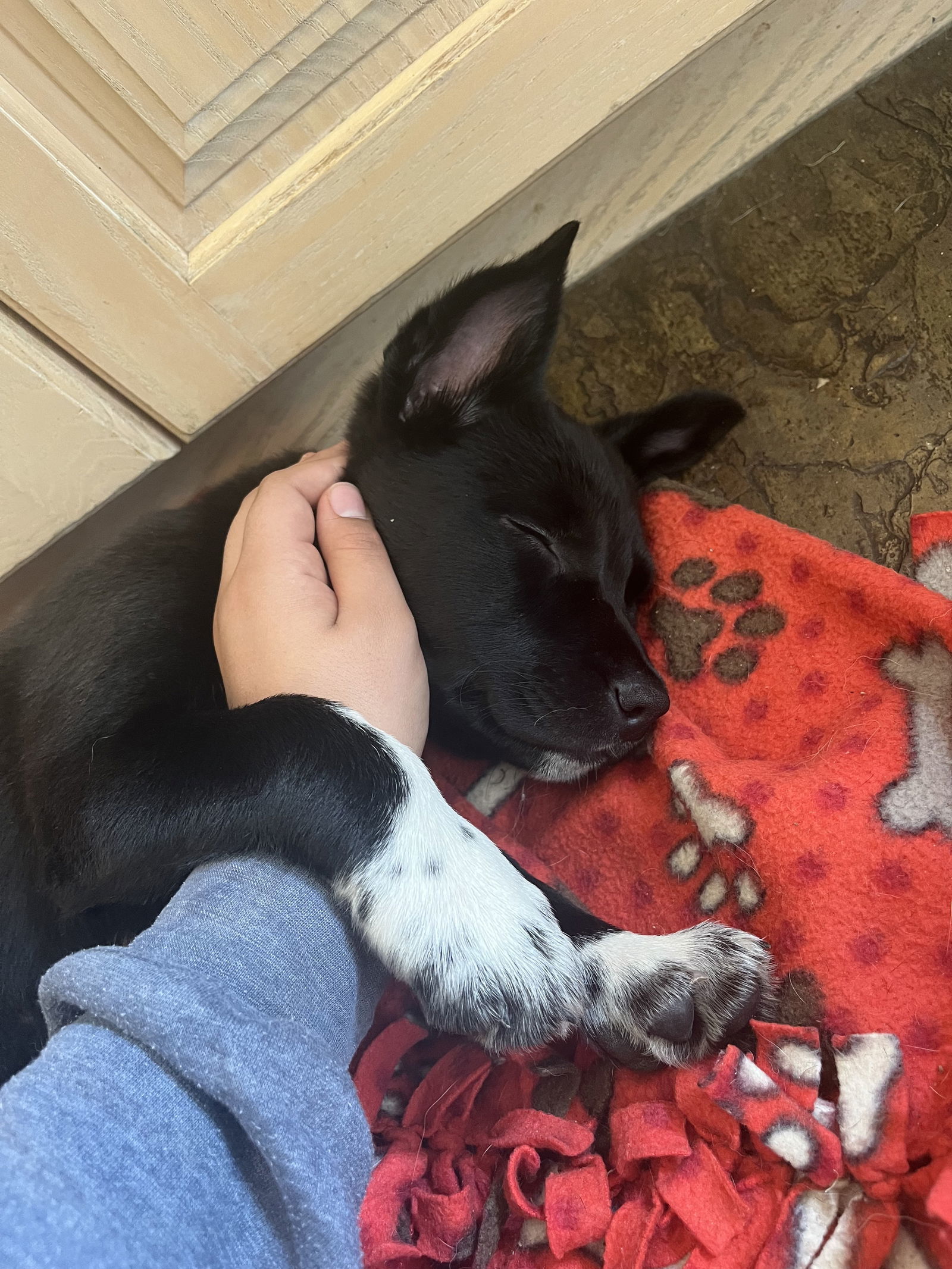 Louie
