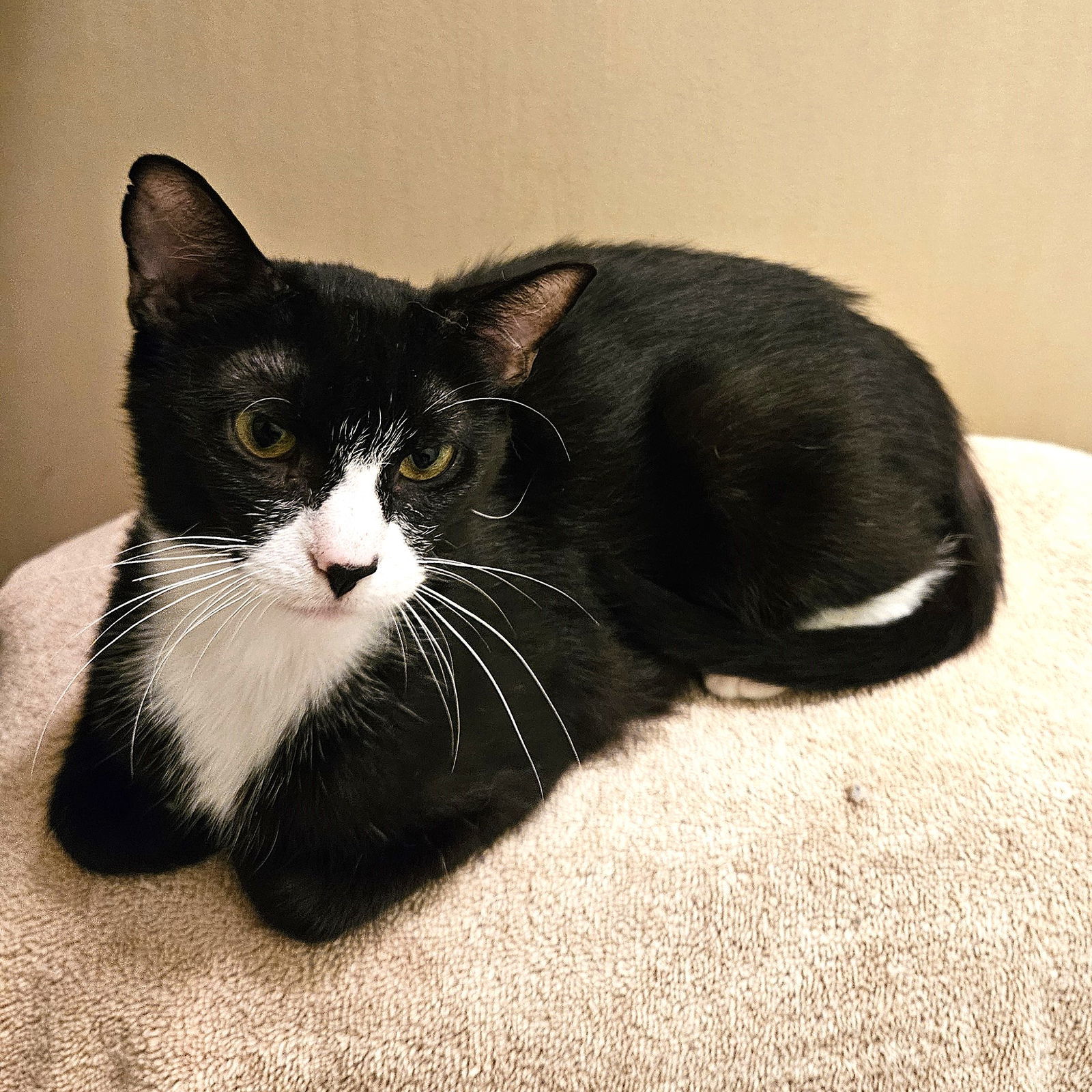 Mittens