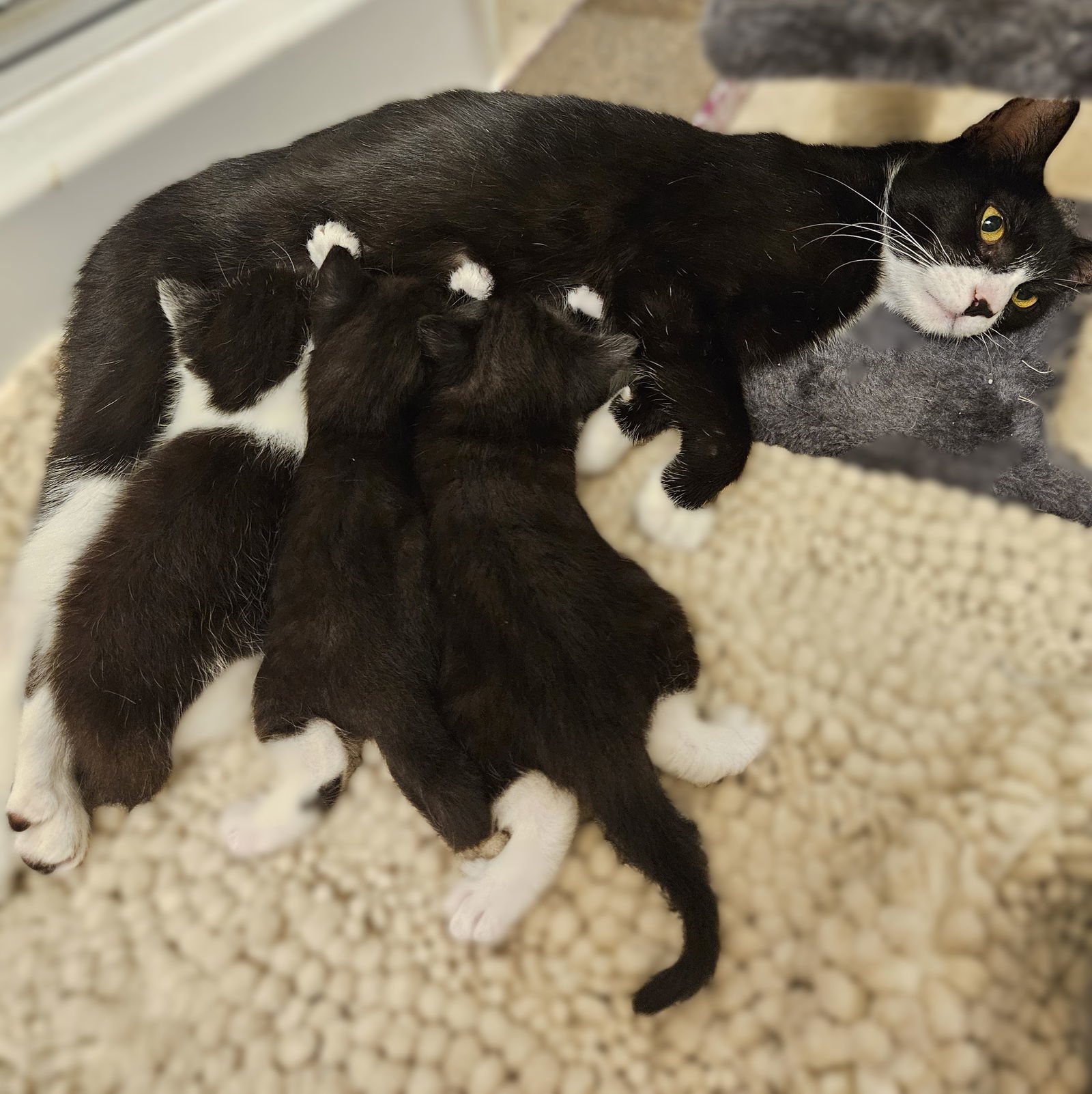 Mittens