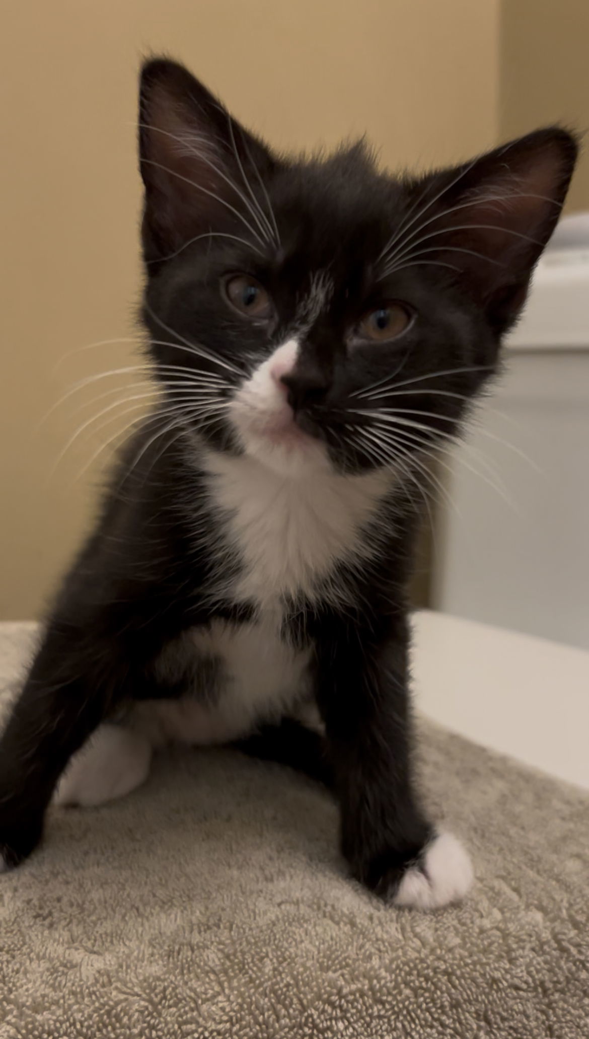 Hera